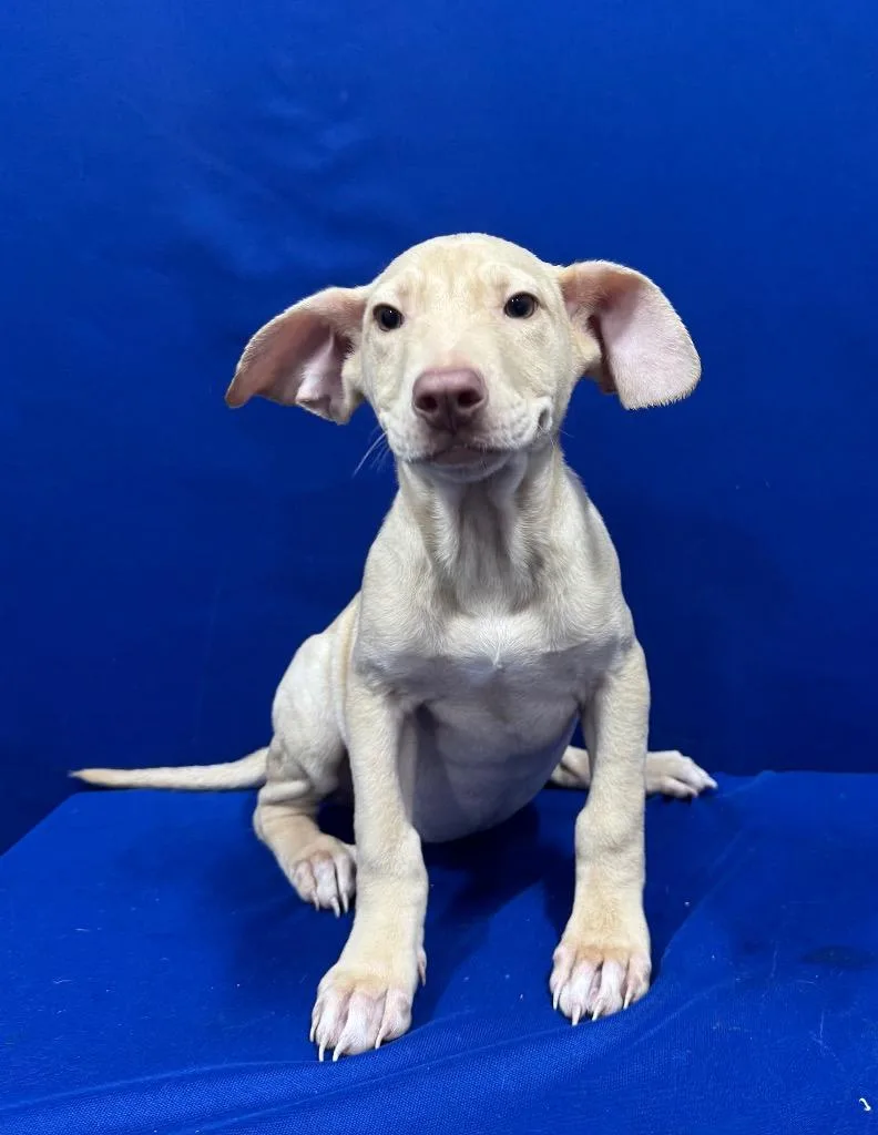 A baby small-sized female Mixed Breed dog named Glenda for adoption in Ruston, LA