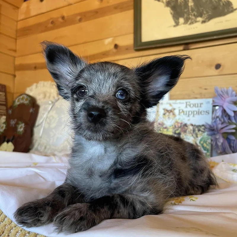 A baby small-sized female Merle (Blue) Pomeranian dog named Stella for adoption in Vacaville, CA