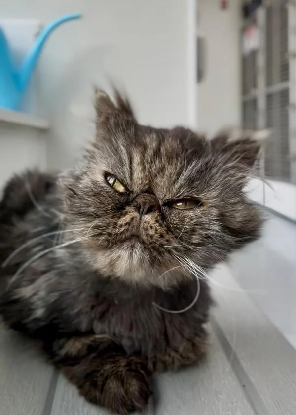 A senior small-sized female Persian cat named Mona for adoption in Skillman, NJ