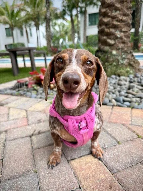 A young small-sized female Dachshund dog named Lucy for adoption in West Columbia, SC