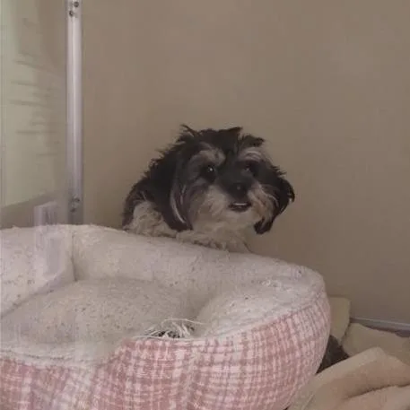 A young small-sized female Shih Tzu dog named Plumette for adoption in Tempe, AZ