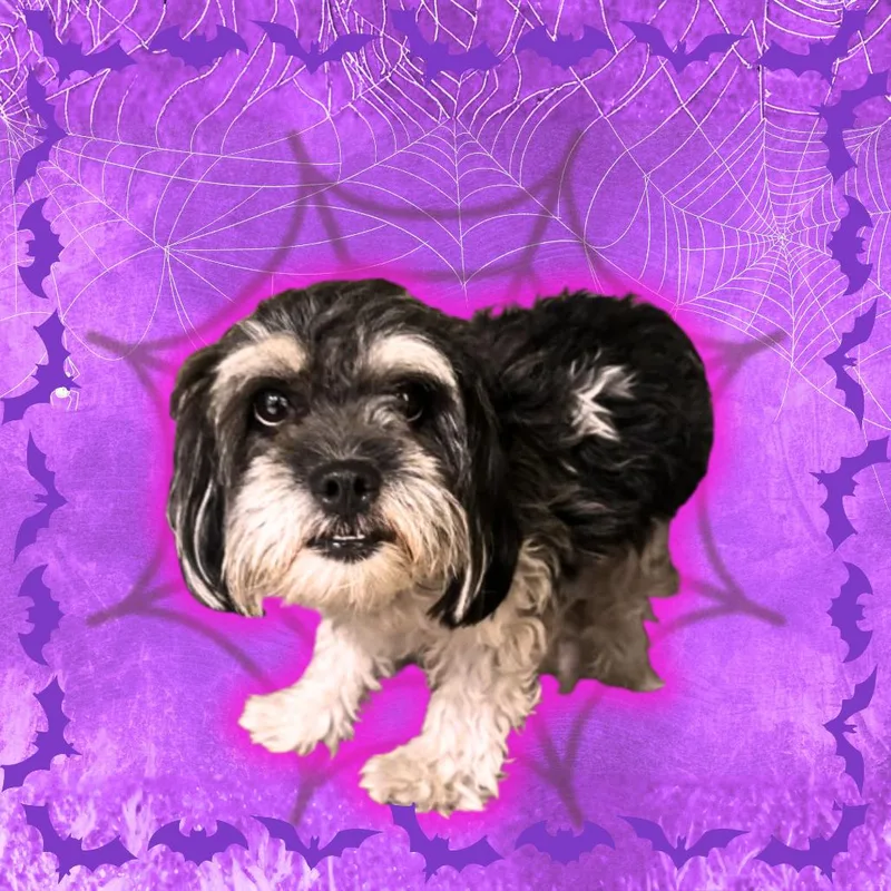 Plumette thumbnail 3