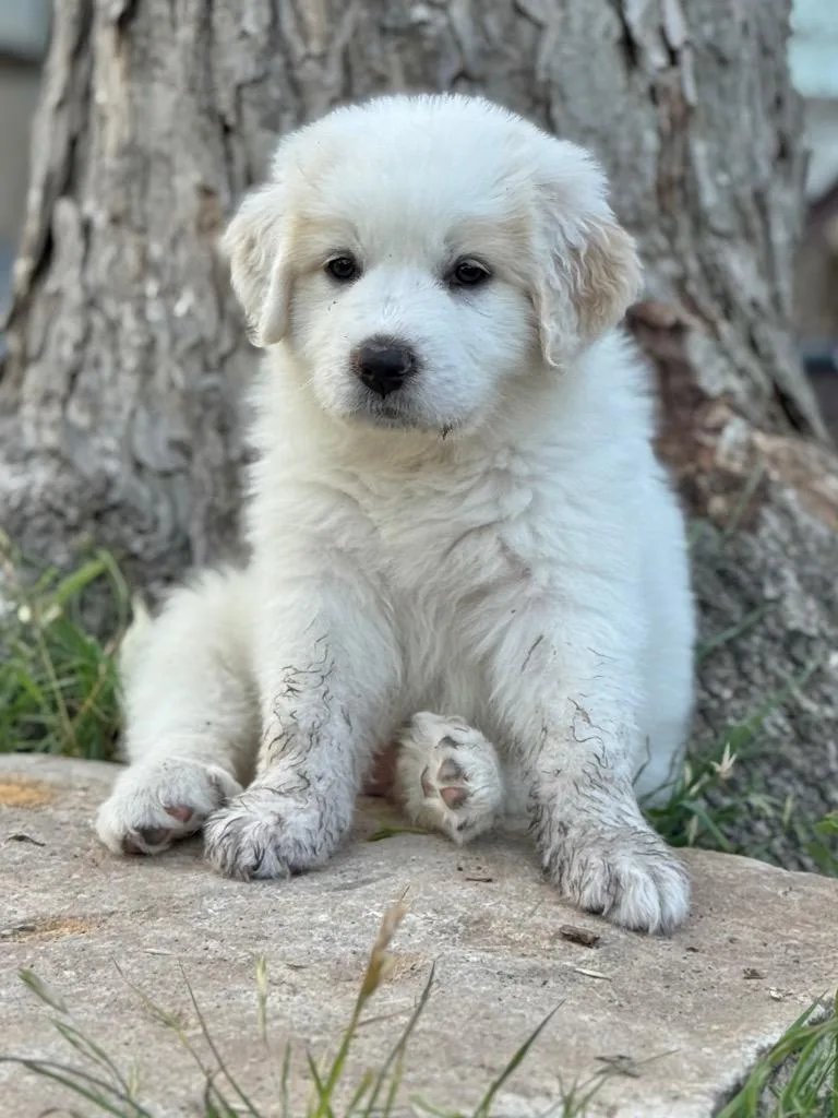 A baby medium-sized female Great Pyrenees dog named Meatball for adoption in Canyon Lake, TX