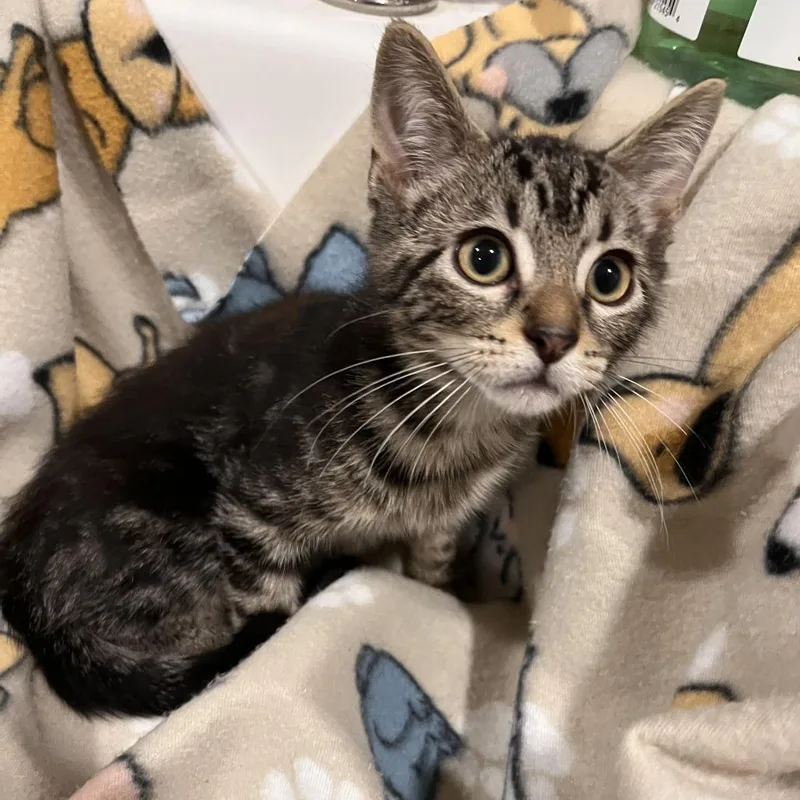 A baby small-sized male Domestic Short Hair cat named Quartz for adoption in Washburn, MO