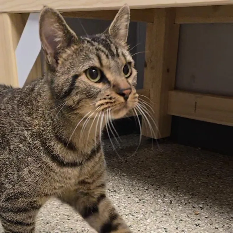 An adult large-sized male Brown / Chocolate Domestic Short Hair cat named Simba for adoption in Cedar Rapids, IA