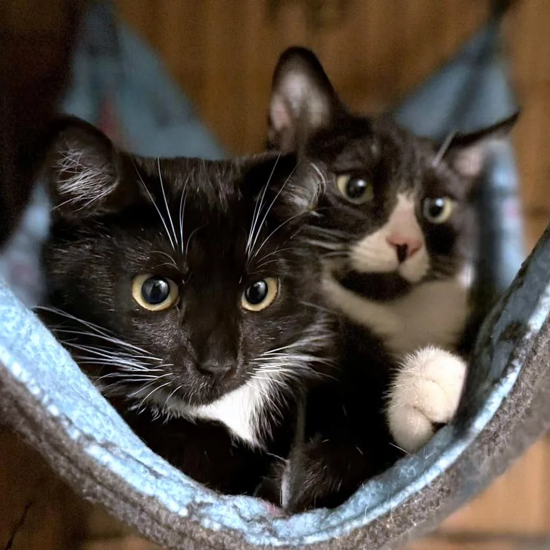 A baby small-sized male Black & White / Tuxedo Domestic Short Hair cat named Dee & Dennis for adoption in Pittsburgh, PA