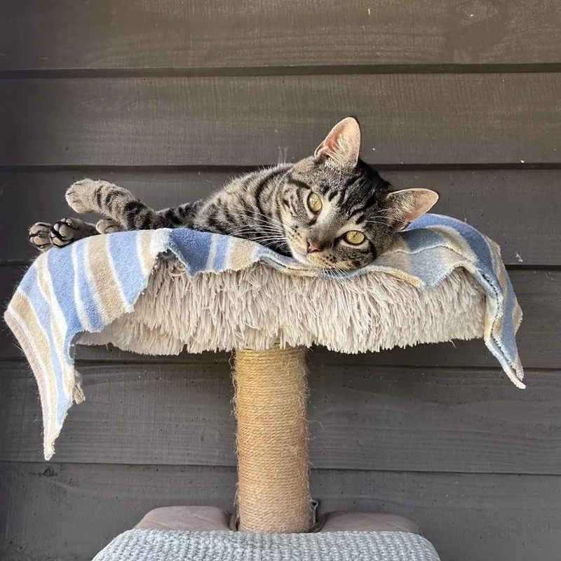 Milo