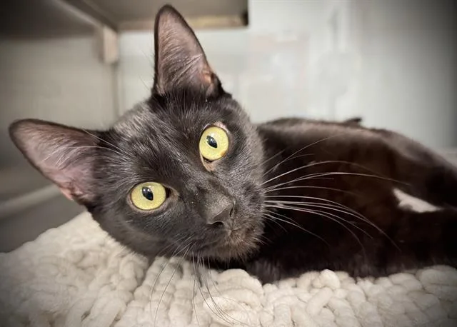 A young medium-sized female Domestic Short Hair cat named Binx for adoption in Santa Cruz, CA