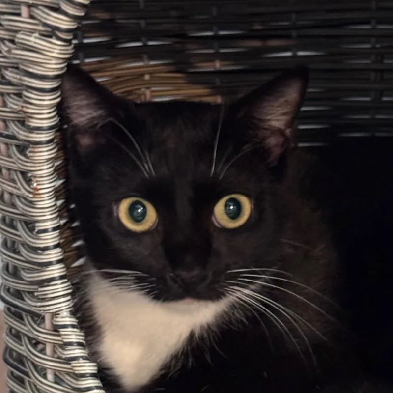 A young medium-sized female Black Domestic Short Hair cat named Endicott for adoption in Salisbury, MA