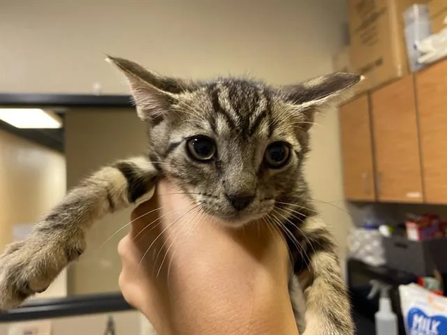A baby small-sized male Domestic Short Hair cat named Scar for adoption in Modesto, CA
