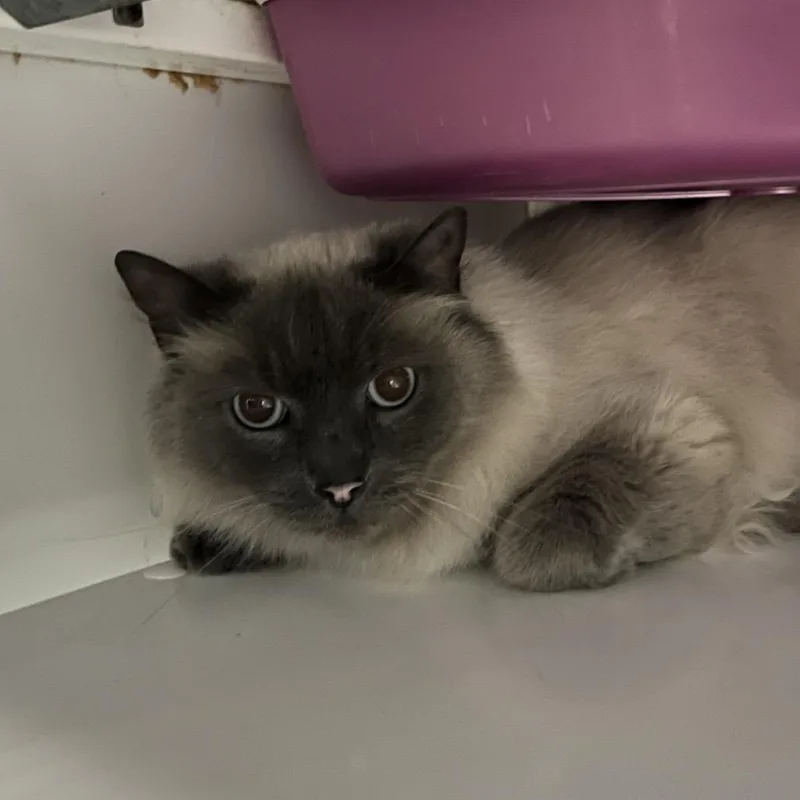 A young large-sized male White Domestic Long Hair cat named Simon for adoption in Ruckersville, VA