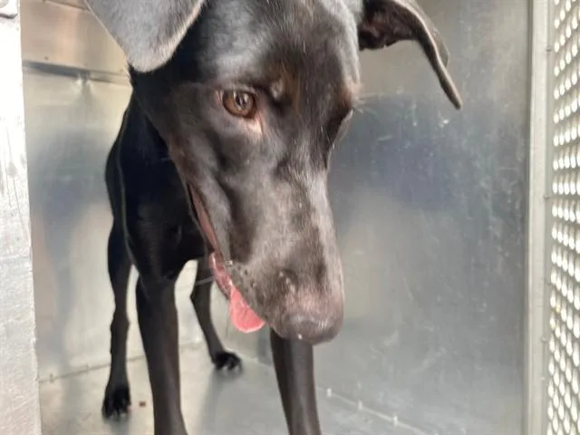 A young small-sized male Labrador Retriever dog named Bruno for adoption in Garland, TX