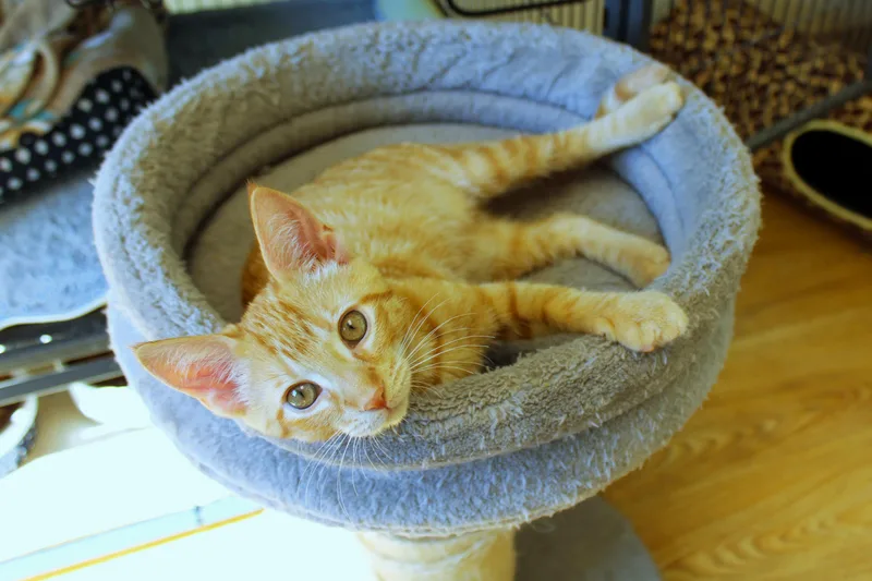 A baby medium-sized male Tabby (Orange / Red) American Shorthair cat named Ray for adoption in Urbana, OH