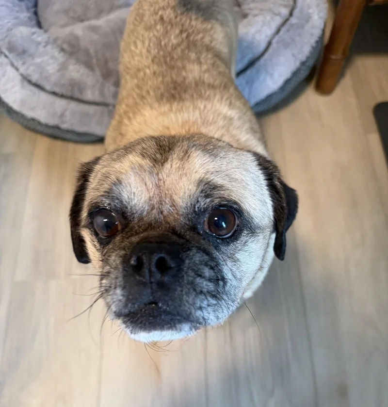 An adult small-sized male Pug dog named Otis for adoption in Newport, KY