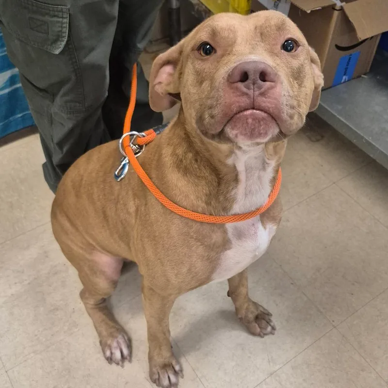 An adult large-sized male Red / Chestnut / Orange Mixed Breed dog named Red for adoption in Lake Panasoffkee, FL
