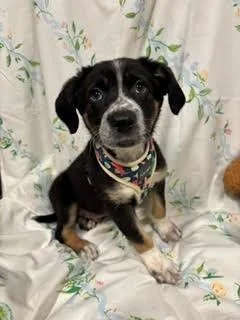 A baby large-sized male Border Collie dog named Walnut for adoption in Bothell, WA