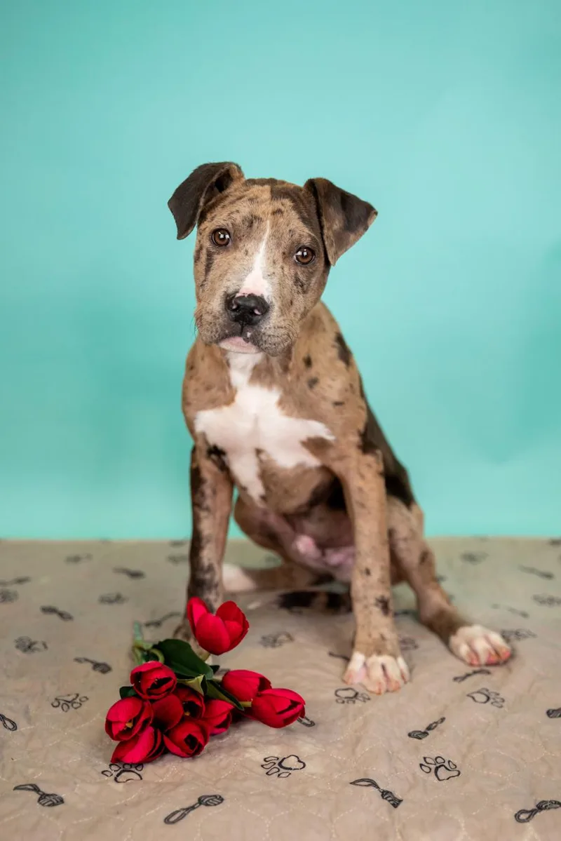 A young large-sized male Great Dane dog named 339-26 for adoption in Brighton, CO