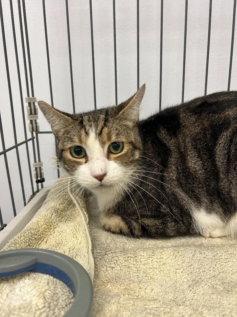 An adult small-sized male Domestic Short Hair cat named Jason for adoption in Thousand Oaks, CA