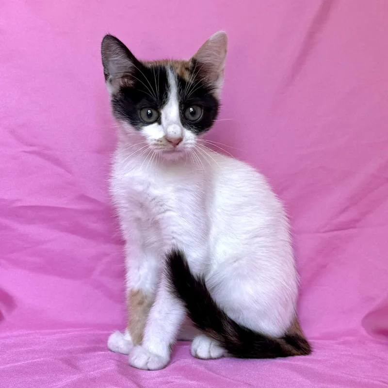 A baby medium-sized female Domestic Short Hair cat named Callie for adoption in Rowland Heights, CA