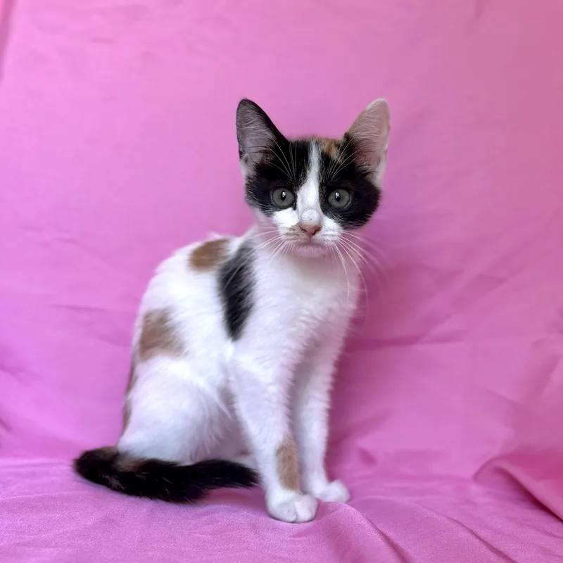Callie thumbnail 2