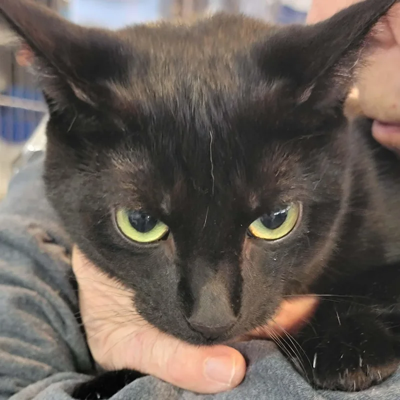 Onyx  Bonded To thumbnail 2