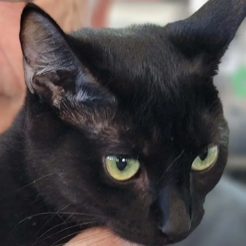 Onyx  Bonded To thumbnail 3