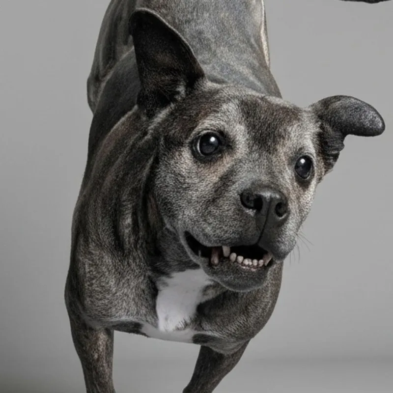 An adult medium-sized female Brindle Boxer dog named Maggie for adoption in Walden, NY