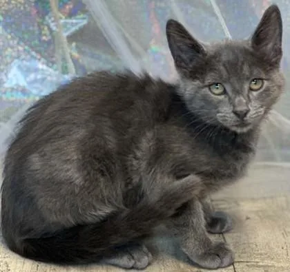 An adult small-sized male Domestic Short Hair cat named Cocoon for adoption in Shreveport, LA