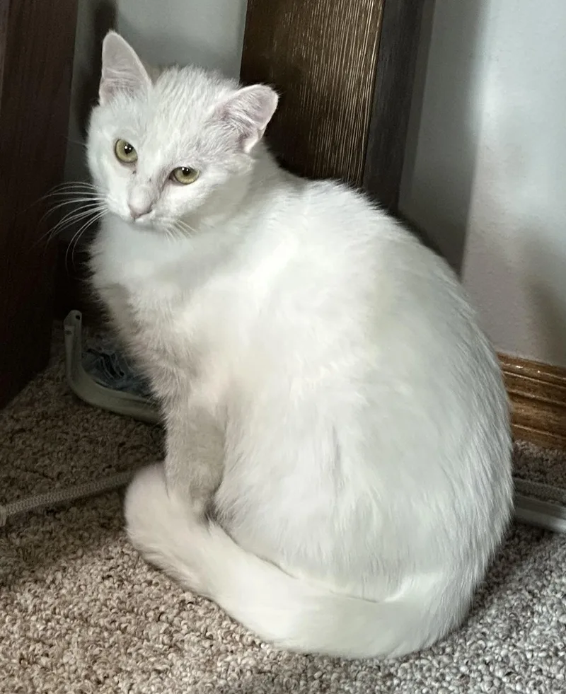 An adult medium-sized female White Domestic Short Hair cat named Opal for adoption in Sisseton, SD