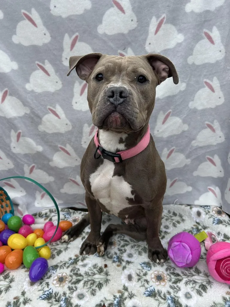 A young medium-sized female Mixed Breed dog named Willow for adoption in New Manchester, WV