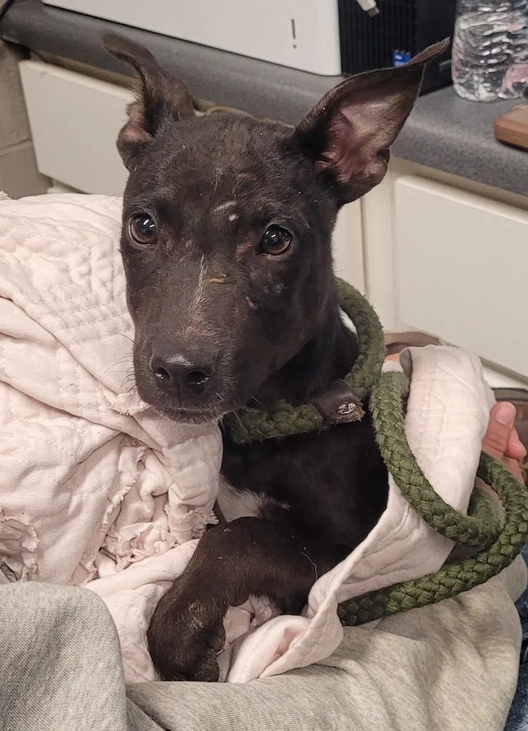 A young medium-sized male Terrier dog named Anubis for adoption in Hopkinsville, KY