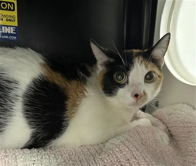 A young small-sized female Domestic Short Hair cat named Manchitas for adoption in San Luis Obispo, CA