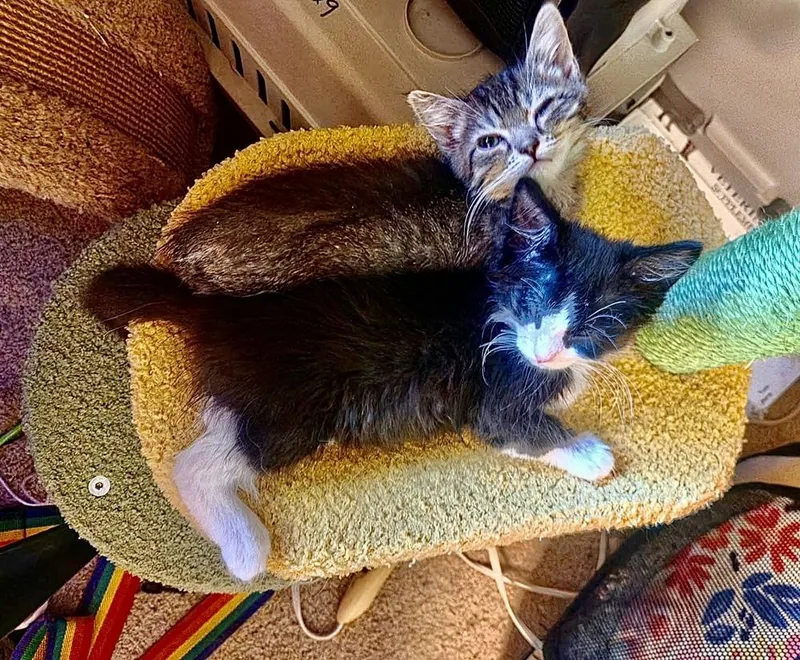 A baby small-sized male Gray / Blue / Silver Domestic Short Hair cat named Scooter for adoption in Green Valley, AZ