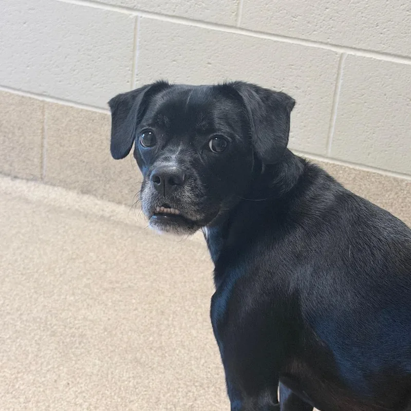An adult small-sized female Black Labrador Retriever dog named Eevee for adoption in Bristol, IN