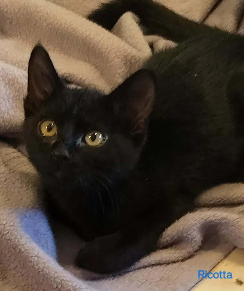 A baby small-sized male Black & White / Tuxedo Domestic Short Hair cat named Ricotta for adoption in Boone, CO