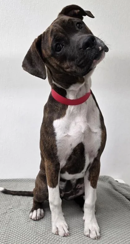 A young medium-sized female Pit Bull Terrier dog named Poppy for adoption in Phoenix, AZ