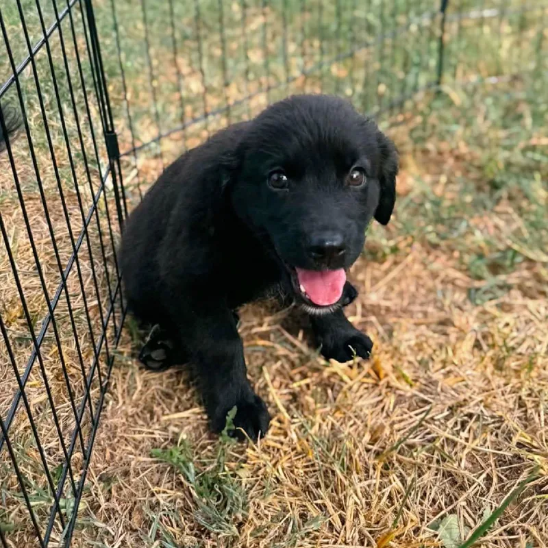 A baby medium-sized female Black Shepherd dog named Merida for adoption in Enid, OK