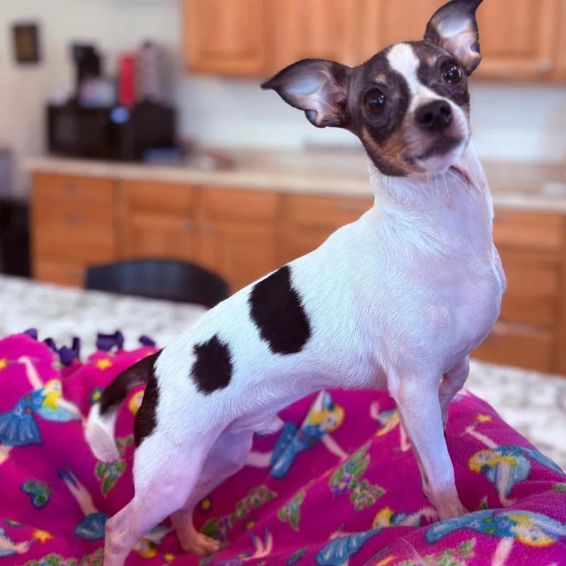 An adult small-sized male Tricolor (Brown, Black, & White) Chihuahua dog named Sweet William for adoption in Fenton, MI