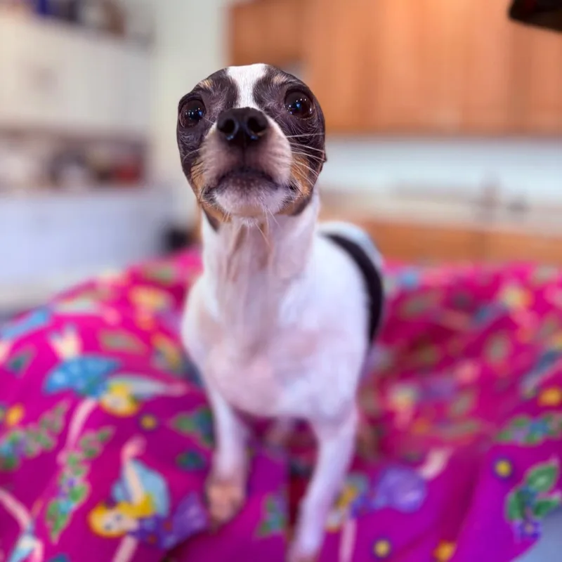 Sweet William thumbnail 2