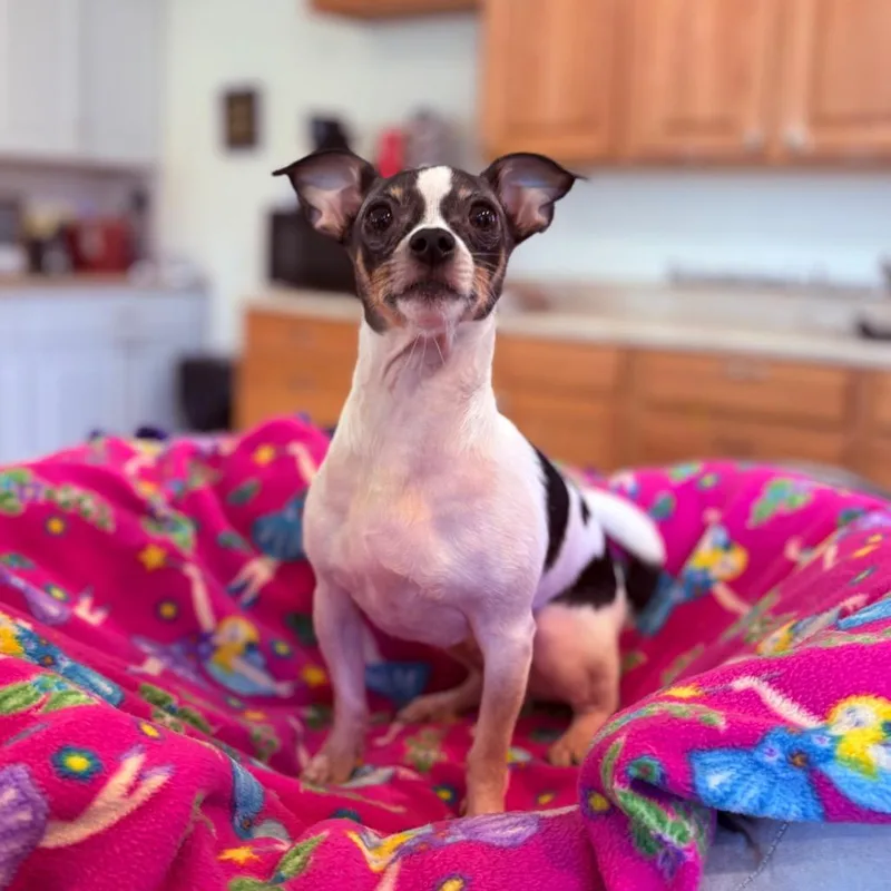 Sweet William thumbnail 3