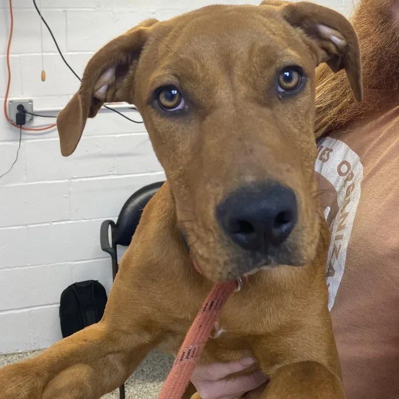 A baby medium-sized male Red / Chestnut / Orange American Foxhound dog named Meatball for adoption in Hattiesburg, MS