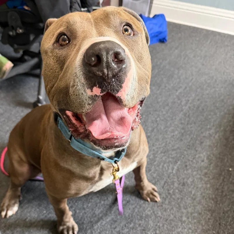 An adult large-sized male Pit Bull Terrier dog named Dexter for adoption in Deerfield, IL