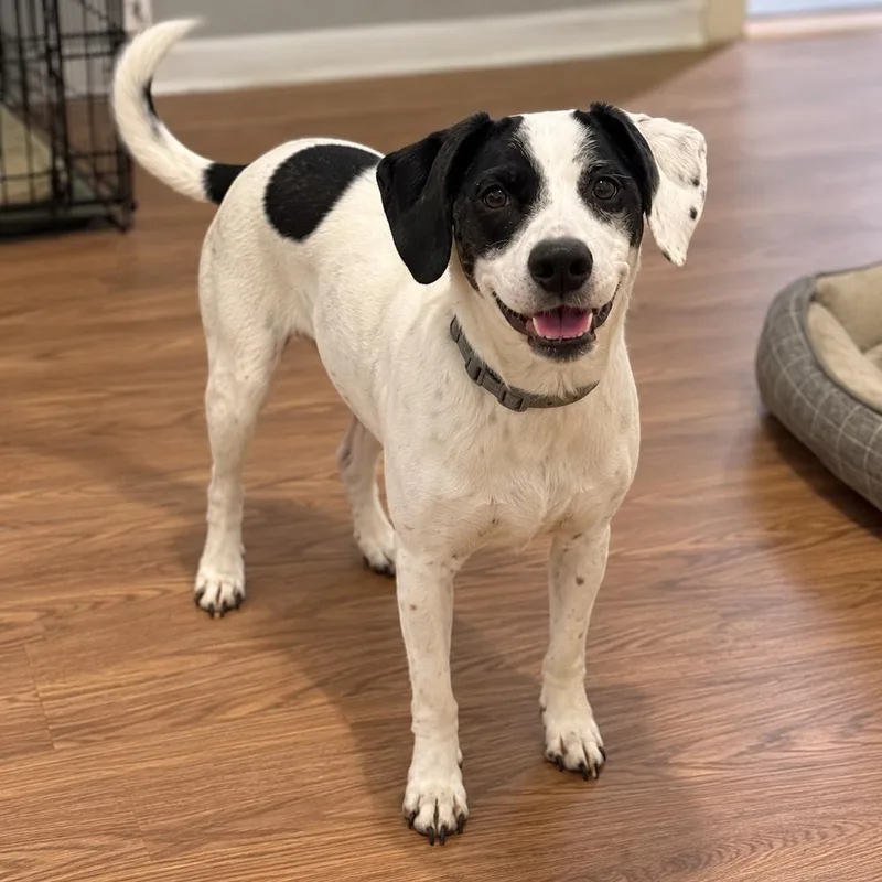 A senior medium-sized female Tricolor (Brown, Black, & White) Terrier dog named Maranda for adoption in Mooresville, NC