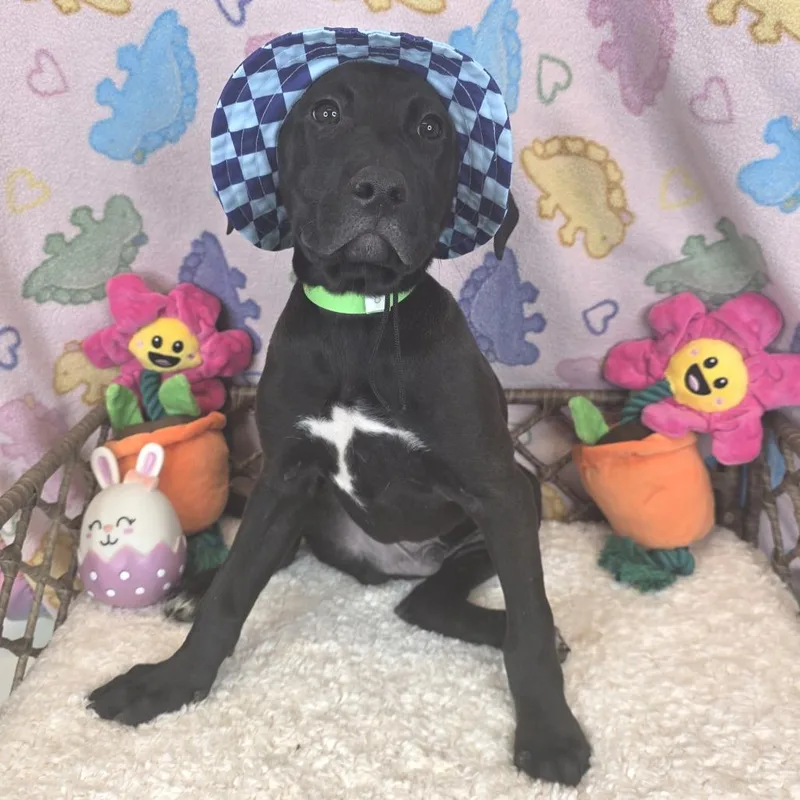 Tom Dumont thumbnail 2