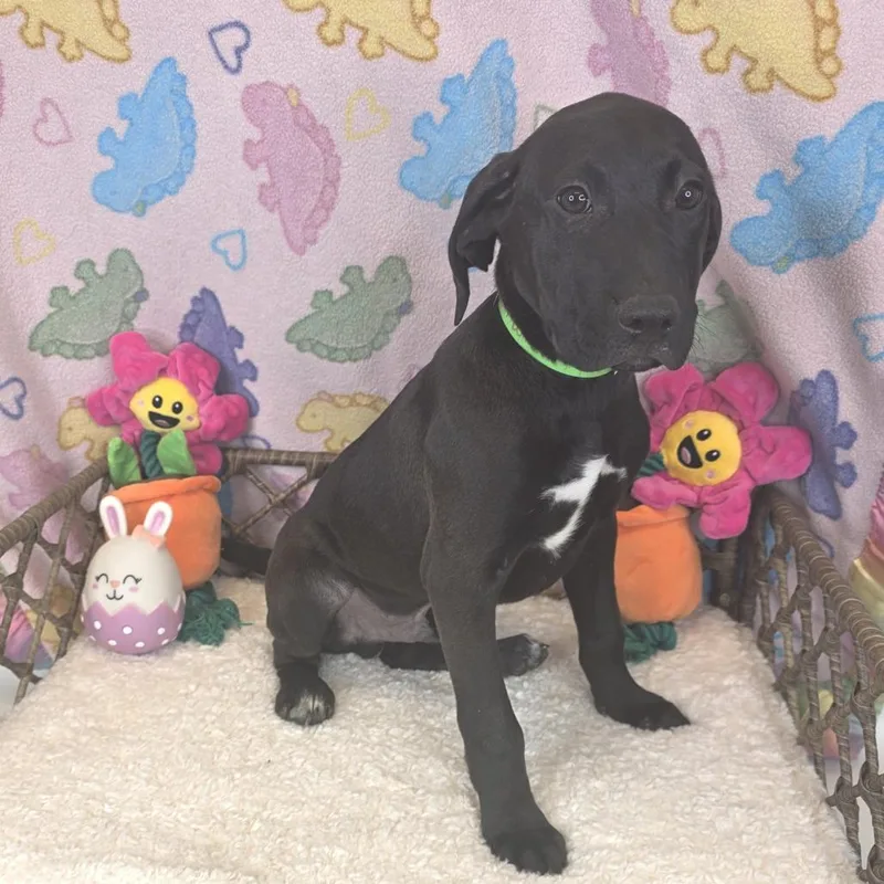 Tom Dumont thumbnail 3