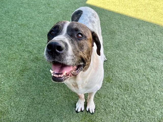 An adult large-sized male Mixed Breed dog named Rowdy for adoption in Dallas, TX