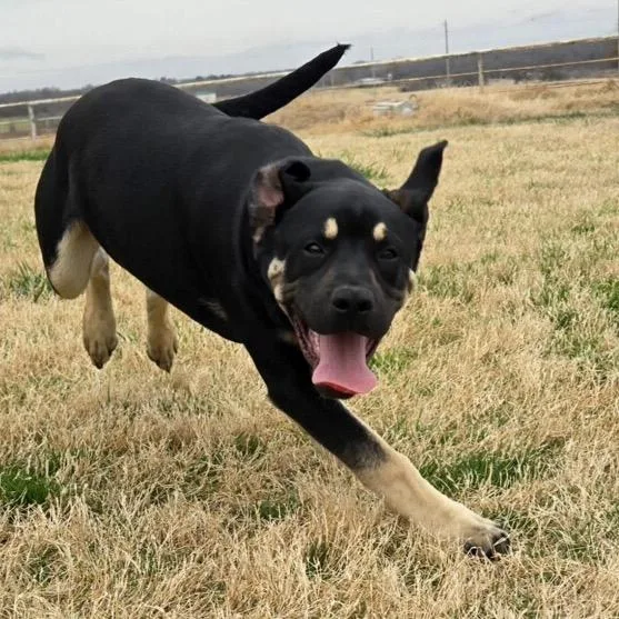 A baby large-sized male Black Shepherd dog named Dean for adoption in Spring, TX