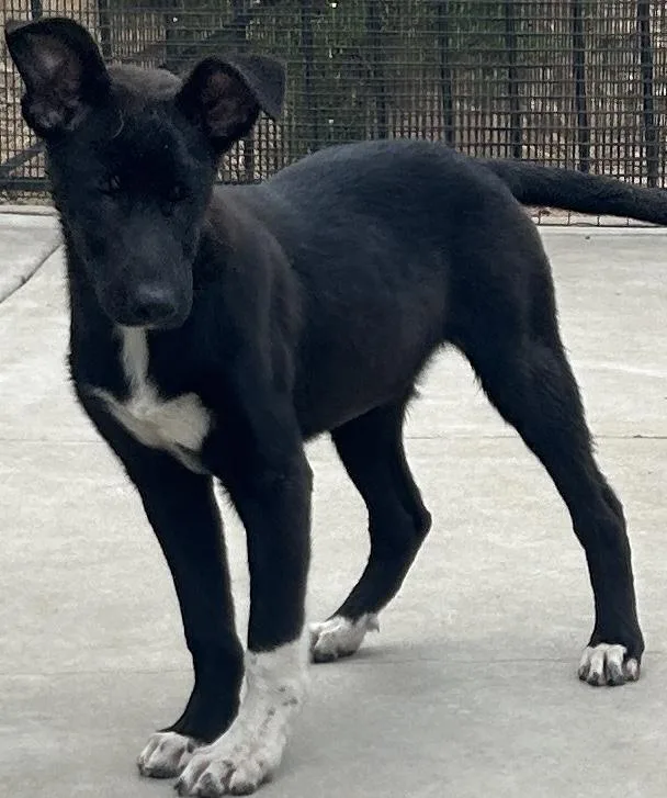A young medium-sized female German Shepherd Dog dog named Tina for adoption in El Cajon, CA