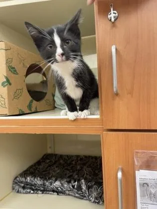 An adult small-sized female Domestic Short Hair cat named Sundae for adoption in Hamilton, NJ