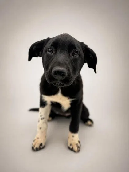 A young small-sized male Shepherd dog named Bear for adoption in Bowling Green, KY
